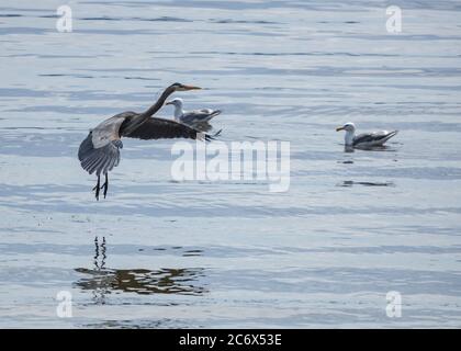 Heron Landing à Puget Sound Banque D'Images