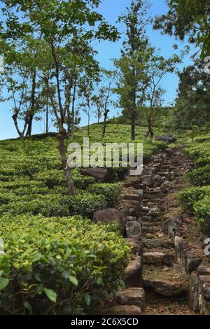 Le pic Riverston situé dans les collines centrales du Sri Lanka peut être atteint en voyageant environ 178 km de Colombo. Riverston offre certaines des meilleures vues sur la campagne environnante, dans la mesure où elle est appelée le Mini World’s End. La région offre la beauté naturelle du Sri Lanka; frais, vert et non pollué par les vendeurs, les touristes, les ordures et les bâtiments peu esthétiques. Banque D'Images