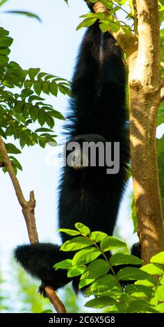 Singe araignée noire suspendu dans un arbre Banque D'Images