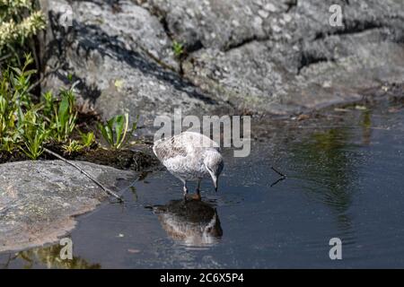 Puéland commun juvénile (Larus canus) qui se délaque dans une flaque de l'île de Harakka, Helsinki, Finlande Banque D'Images