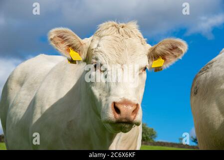 Vache Charolais sous le soleil d'été Banque D'Images