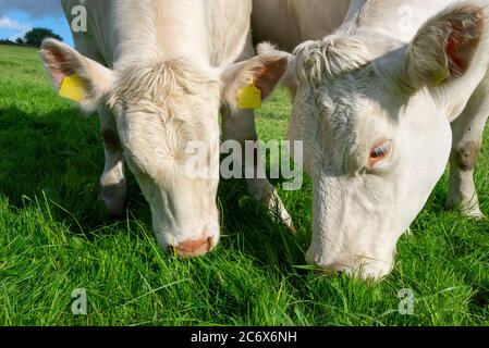 Deux vaches Charolais paissent de riches herbes d'été Banque D'Images