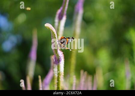 Veronicastrum virginicum, papillon assis sur la fleur pourpre dans le jardin Banque D'Images