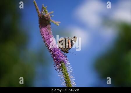 Veronicastrum virginicum, papillon assis sur la fleur pourpre dans le jardin Banque D'Images