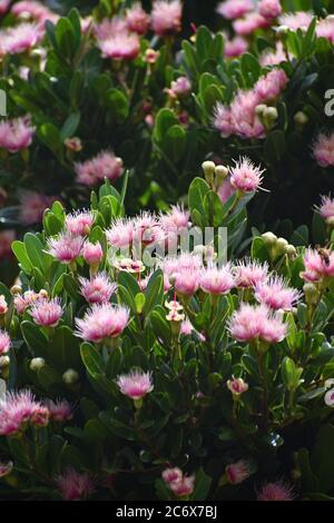 Fleurs sauvages. Le pic Riverston situé dans les collines centrales du Sri Lanka peut être atteint en voyageant environ 178 km de Colombo. Riverston offre certaines des meilleures vues sur la campagne environnante, dans la mesure où elle est appelée le Mini World’s End. La région offre la beauté naturelle du Sri Lanka; frais, vert et non pollué par les vendeurs, les touristes, les ordures et les bâtiments peu esthétiques. Banque D'Images