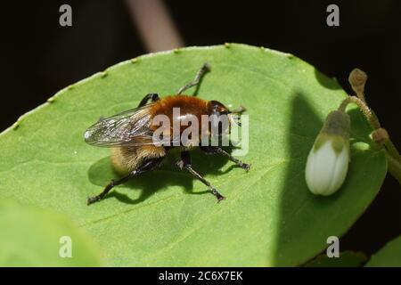 La mouche Narcisse, la mouche plus grande bulbe (Merodon equestris) de la famille des planeurs (Syrphidae) sur une feuille d'une Deutzia de la famille des Hydrangeaceae. Au printemps Banque D'Images