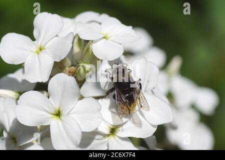 La mouche Narcisse, la mouche à bulbes plus grande (Merodon equestris), les Syrphidae de famille sur les fleurs de la fusée de dame (Hesperis matronalis), la famille des Brassicaceae. Ressort Banque D'Images