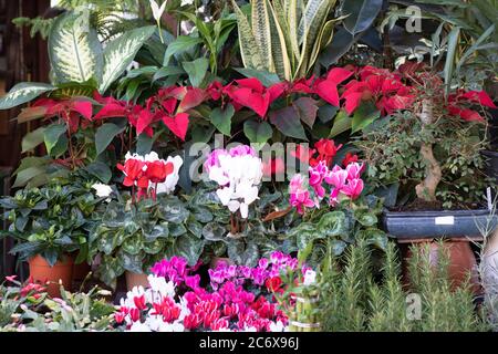 Différentes fleurs du marché du jardin. Il a été pris au printemps. Gros plan. Banque D'Images