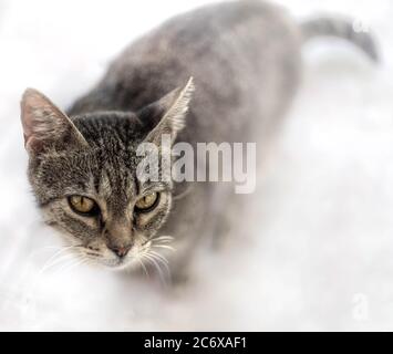 Portrait de chat tabby regardant avec les yeux de regard isolés sur fond blanc avec le style de ton de film. Chat sauvage de Tabby regardant dans l'appareil photo, Grèce. Banque D'Images