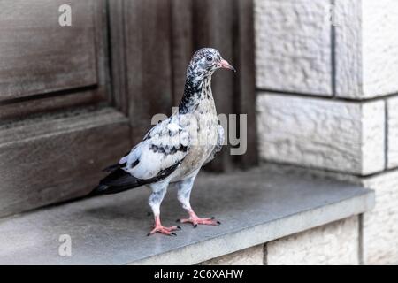 Rare étrange noir et blanc osé colombe à côté d'une porte. Colombe sauvage à côté d'une entrée de la maison. Banque D'Images
