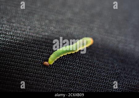 Les chenilles de ver vert isoler les animaux sur fond de tissu noir Banque D'Images