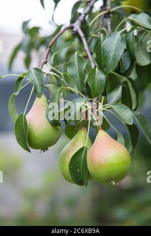 Mûrissement des poires sur un arbre dans le jardin de la ferme. Agriculture biologique. Fruits mûrs de poire douce poussant sur une branche de poire dans le verger Banque D'Images