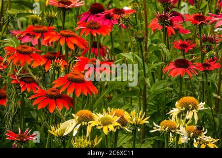 Echinacea Cheyenne Spirit Banque D'Images