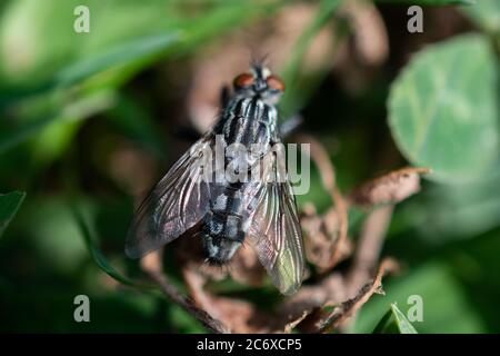 Mouche maison mouche (Musca domestica) sur fond vert Banque D'Images