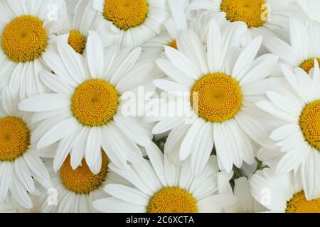 Un bouquet de grands chamomiles blancs. Vue de dessus. Gros plan Banque D'Images