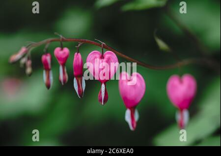 Gros plan de fleurs de coeur de saignement rose et blanc en fleur. Banque D'Images