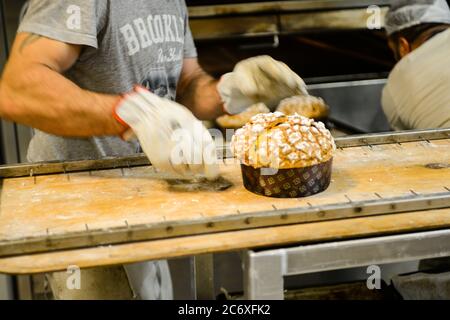 Cuisson d'un groupe de panettone italien gâteau de noël sucré dans four pro Banque D'Images