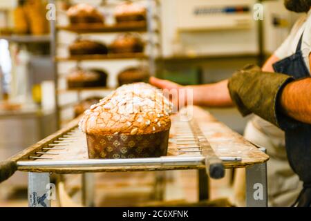 Cuisson d'un groupe de panettone italien gâteau de noël sucré dans four pro Banque D'Images