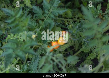 il est facile de grandir et si bon pour manger Banque D'Images