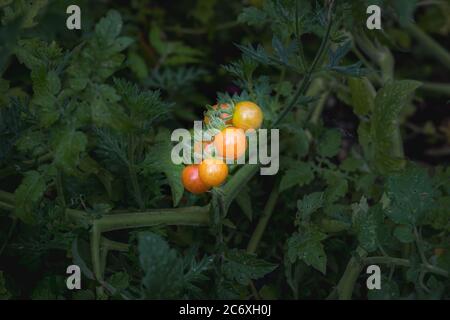 Aujourd'hui, les étoiles sont ces tomates cerises, idéales pour une salade Banque D'Images