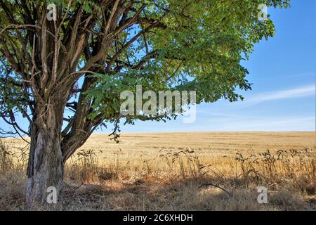 Arbre isolé sur les prairies herbeuses en Amérique centrale sous le soleil Jour dans le temps chaud d'été aux États-Unis Banque D'Images