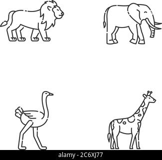 Ensemble d'icônes linéaires parfait pour les pixels de la faune africaine. Symboles de contour de ligne mince personnalisables. Lion, éléphant, girafe et autruche. Contour de vecteur isolé Illustration de Vecteur