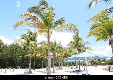 Palmiers sur la plage du parc Homestead Bayfront, journée d'été à South Biscayne Bay, palmiers et sable sur la plage. Banque D'Images