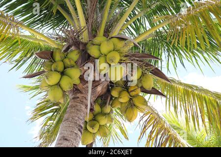Palmiers à noix de coco sur la plage du parc Homestead Bayfront, palmiers tropicaux près de la plage, ciel de fond de palmiers. Banque D'Images
