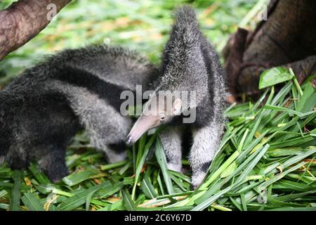 Des mangeurs doubles sont présentés au public au parc de safari de Chimelong, dans la ville de Guangzhou, dans la province de Guangdong, au sud de la Chine, le 10 juin 2020. Banque D'Images