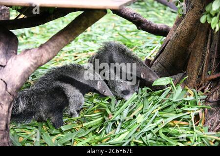 Des mangeurs doubles sont présentés au public au parc de safari de Chimelong, dans la ville de Guangzhou, dans la province de Guangdong, au sud de la Chine, le 10 juin 2020. Banque D'Images