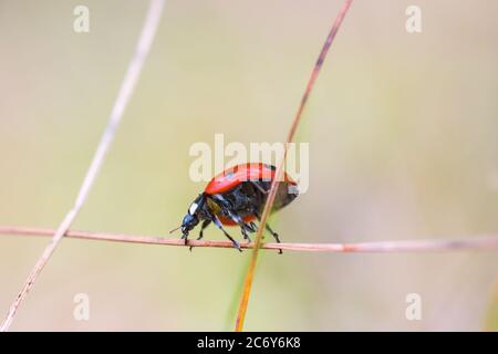 Coccinelle grimper sur un brin d'herbe Banque D'Images