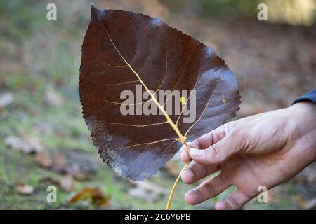 Feuille de peuplier brun séchée. La photo a été prise en automne. Banque D'Images