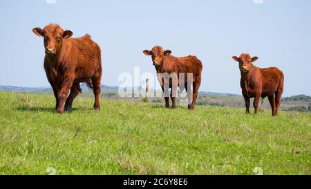 Santa Gertrudis broutage sur un pâturage en Uruguay, été Banque D'Images
