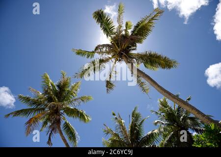 Cocotiers avec ciel bleu et nuages aux îles Mariannes, Micronésie Banque D'Images