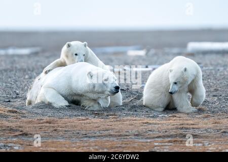 Ours polaire mère et petits (Ursus maritimus) à Kaktovik, Alaska Banque D'Images