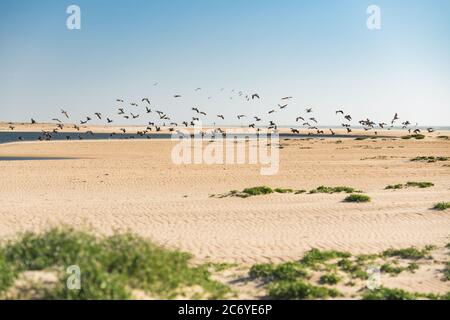 Dunes de sable sur la plage et troupeau de pélicans volants, ciel bleu clair sur fond Banque D'Images