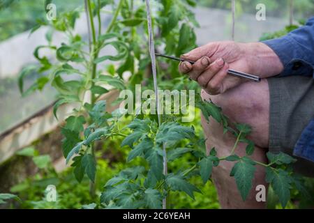 hommes adulte pincez et retirez les sucettes de la plante de tomate Banque D'Images