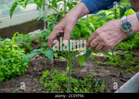 hommes adulte pincez et retirez les sucettes de la plante de tomate Banque D'Images