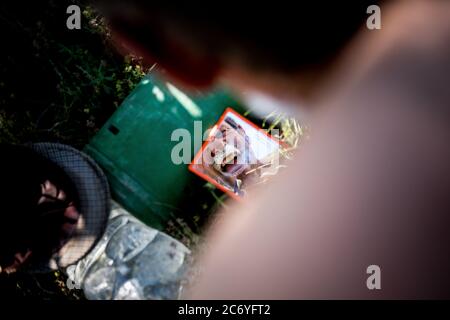 Juan Ahufinger, Shepherd, rasages dans le camp situé près de l'Arroyo de Las Tejas River près de Mota de Altarejos, Espagne. Date : 23-06-2016. Photographe : Xabier Mikel Laburu. Juan, ho est passionnée par l'espagnol brave les bovins, a hérité d'un troupeau d'environ 800 moutons quand son père a pris sa retraite il y a plusieurs années. Juan est d'origine allemande, son nom vient de l'Ahufingher lorsqu'un de ses ancêtres sont venus travailler dans les mines de led sur le XIX siècle. La région entourant la Carolina est devenue le principal producteur de mineur conduit au 19ème siècle et cela a permis à de nombreuses entreprises internationales Banque D'Images