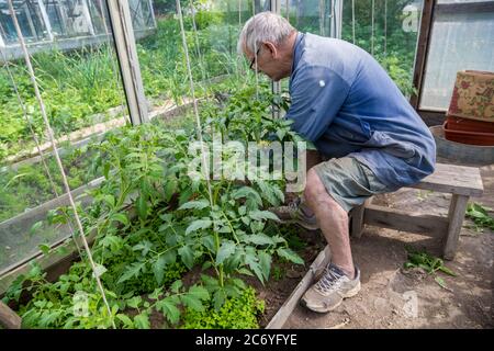 hommes adulte pincez et retirez les sucettes de la plante de tomate Banque D'Images