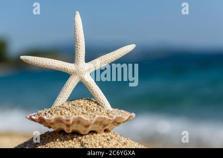 Les coquillages sur le sable de la mer par une chaude journée ensoleillée Banque D'Images