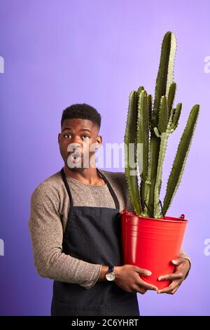 Choqué surpris commerçant tenant cactus dans pot rouge, regardant la caméra sur fond violet. Beau fleuriste africain en tablier noir, en gardant le Li rond Banque D'Images