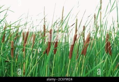 Champ de Typha angustifolia. Herbe verte et fleurs brunes. Catadiums isolés sur fond blanc. Les feuilles de la plante sont plates, très étroites et hautes. Banque D'Images