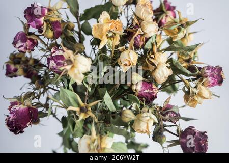 Petites roses rouges et jaunes séchées sur fond gris-blanc. Bouquet de fleurs Banque D'Images