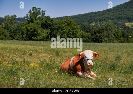 Image de vache brune tachetée paître dans le champ de l'herbe Banque D'Images