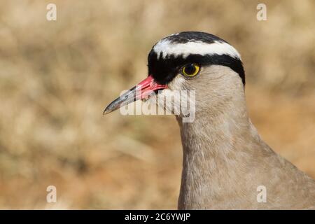 Profil de la tête de la tête de la branche couronnée (Vanellus coronatus) montrant les détails de l'œil et du bec en Afrique du Sud avec fond de bokeh Banque D'Images