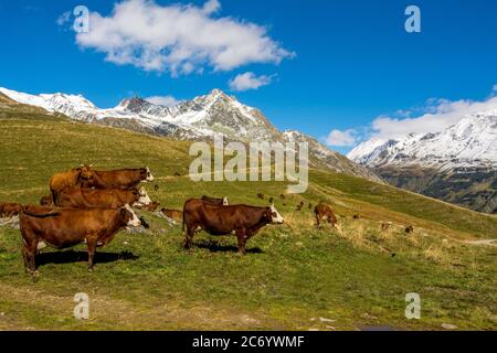 Vaches d'abondance dans les Alpes françaises près du Cormet de Roselend , Savoie, Auvergne-Rhône-Alpes, France Banque D'Images