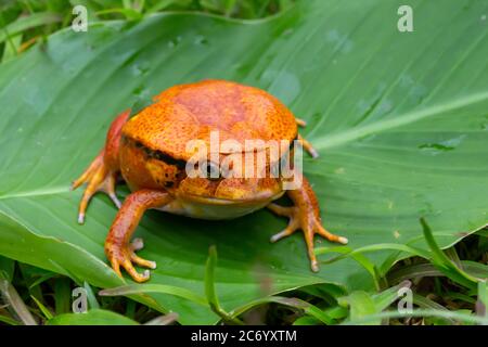 Une grande grenouille orange est assise sur une feuille verte Banque D'Images