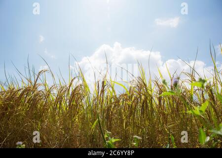 Épis de riz sur le terrain et soleil pendant la journée. Banque D'Images