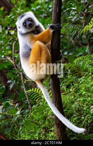 On a diademed sifaka dans son environnement naturel dans la forêt tropicale de l'île de Madagascar Banque D'Images
